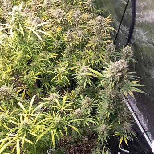 Sativas in Southern Europe, 100% organic