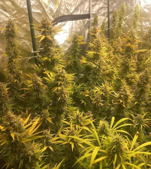 Sativas in Southern Europe, 100% organic. Week 15