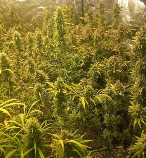 Sativas in Southern Europe, 100% organic. Week 15