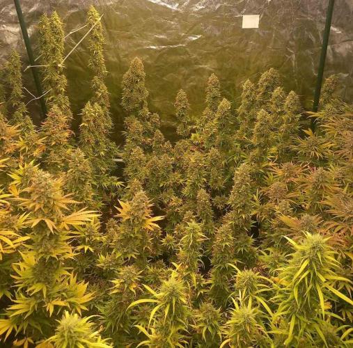 Sativas in Southern Europe, 100% organic. Week 15