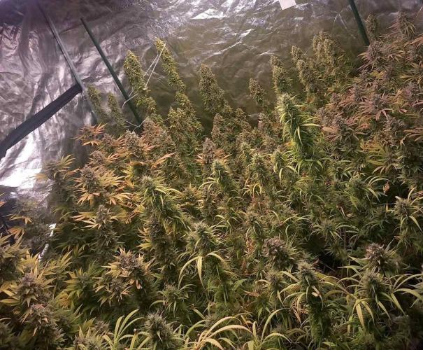 Sativas in Southern Europe, 100% organic. Week 15