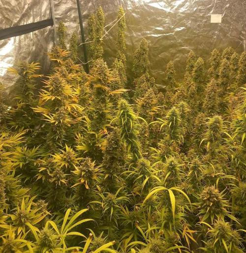 Sativas in Southern Europe, 100% organic. Week 15