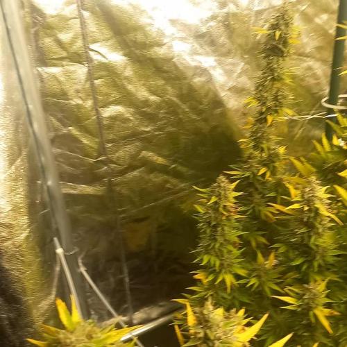 Sativas in Southern Europe, 100% organic