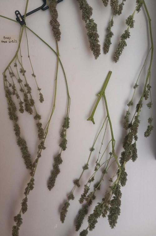 Sativas in Southern Europe, 100% organic. Week 16