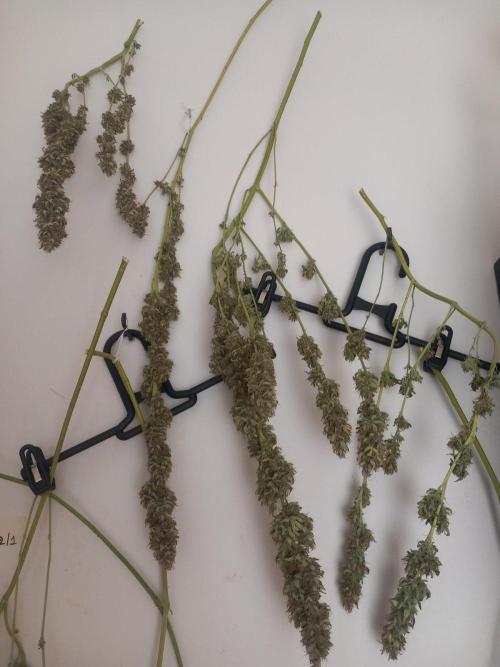 Sativas in Southern Europe, 100% organic. Week 16