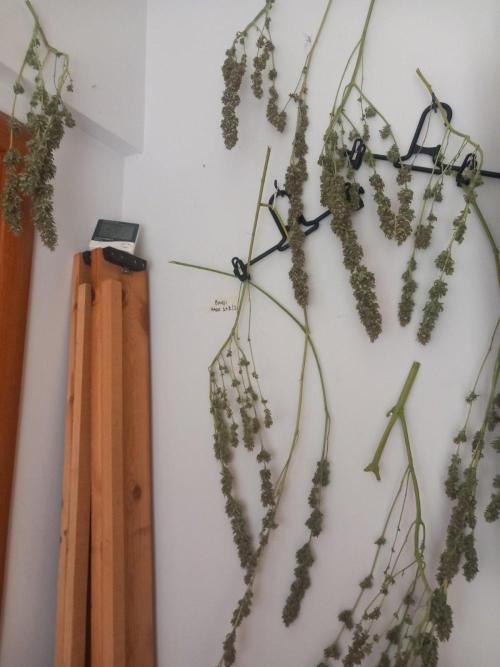 Sativas in Southern Europe, 100% organic. Week 16