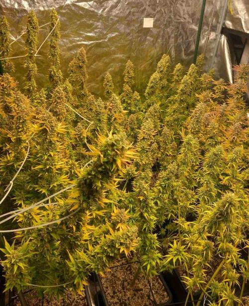 Sativas in Southern Europe, 100% organic. Week 16