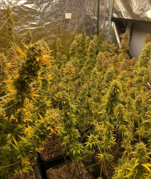 Sativas in Southern Europe, 100% organic. Week 16