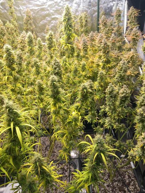 Sativas in Southern Europe, 100% organic. Week 16