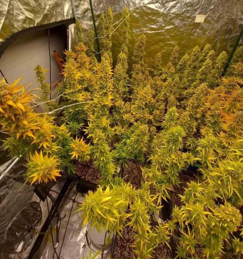 Sativas in Southern Europe, 100% organic. Week 16