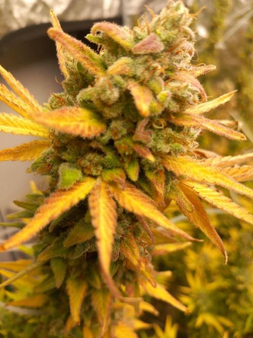 Sativas in Southern Europe, 100% organic. Week 16