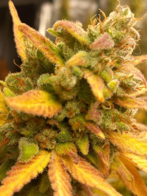 Sativas in Southern Europe, 100% organic. Week 16