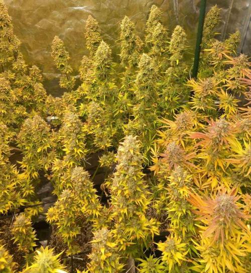 Sativas in Southern Europe, 100% organic. Week 16