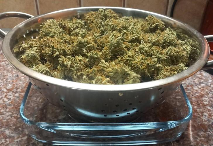 Sativas in Southern Europe, 100% organic. Week 16