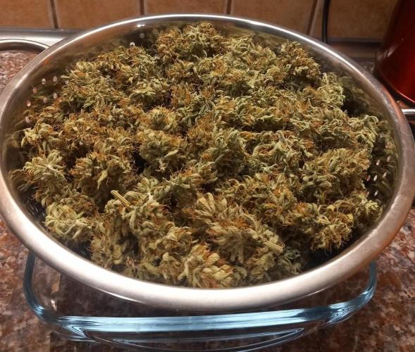 Sativas in Southern Europe, 100% organic. Week 16