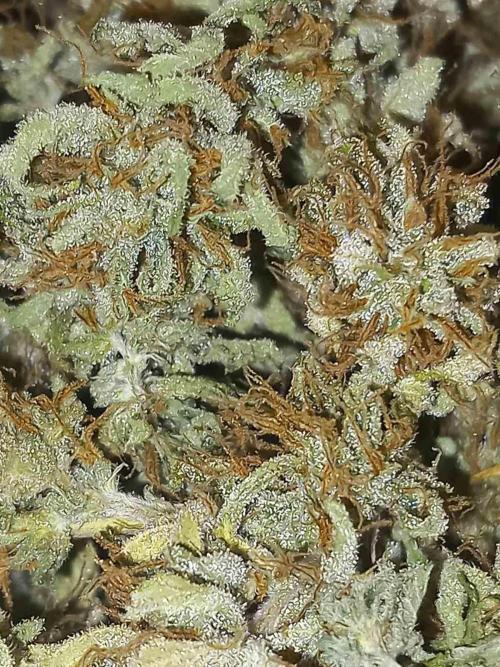 Sativas in Southern Europe, 100% organic. Week 16