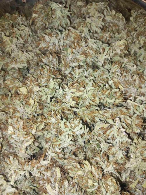 Sativas in Southern Europe, 100% organic. Week 16