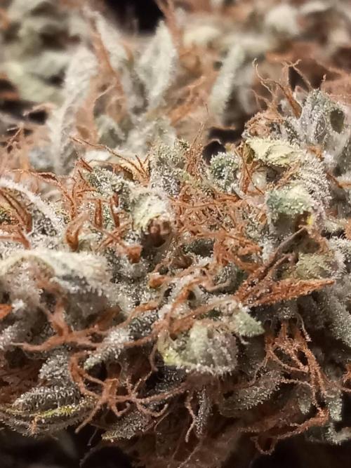 Sativas in Southern Europe, 100% organic. Week 16