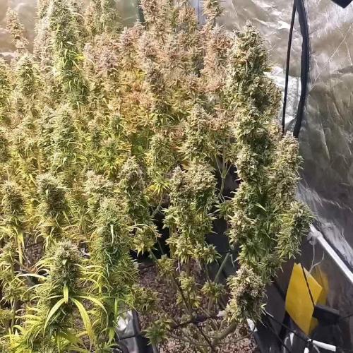 Sativas in Southern Europe, 100% organic