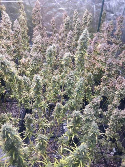 Sativas in Southern Europe, 100% organic. Week 17