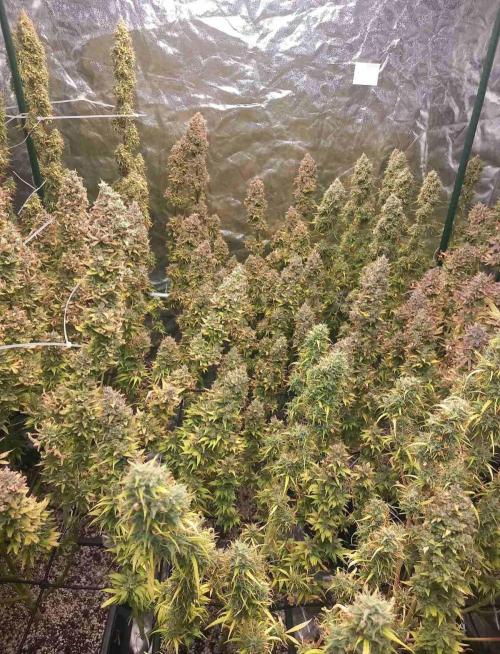 Sativas in Southern Europe, 100% organic. Week 17