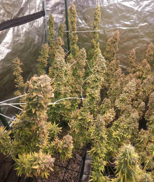 Sativas in Southern Europe, 100% organic. Week 17