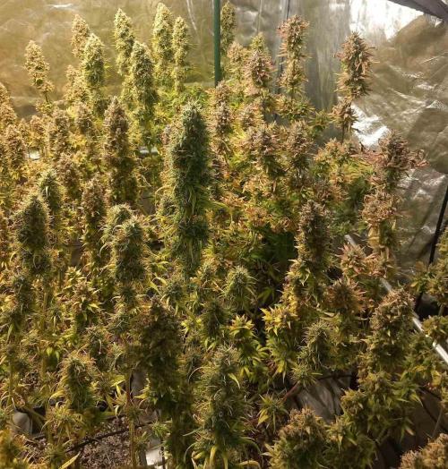 Sativas in Southern Europe, 100% organic. Week 17