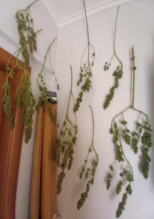 Sativas in Southern Europe, 100% organic. Week 18