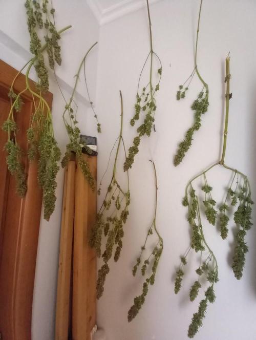 Sativas in Southern Europe, 100% organic. Week 18