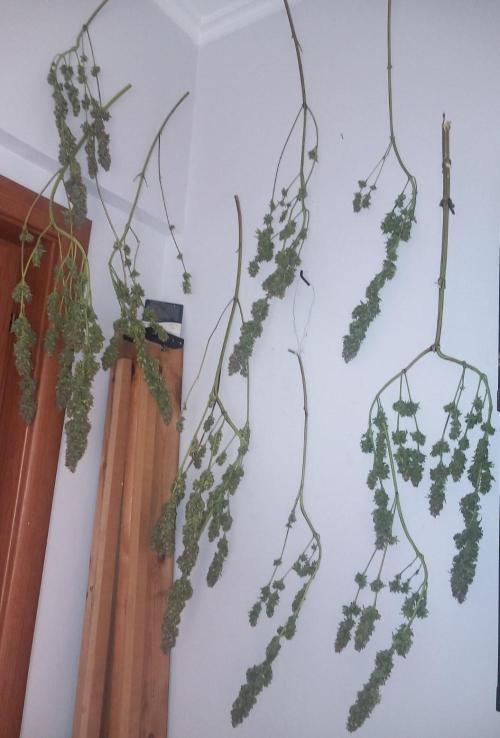 Sativas in Southern Europe, 100% organic. Week 18