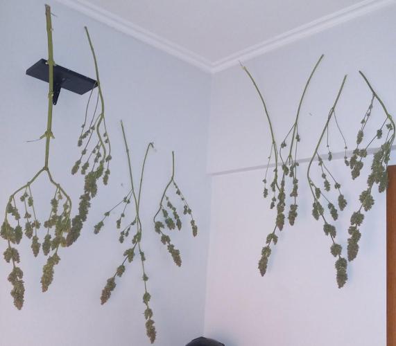 Sativas in Southern Europe, 100% organic. Week 18 - Malawi x Panama 2