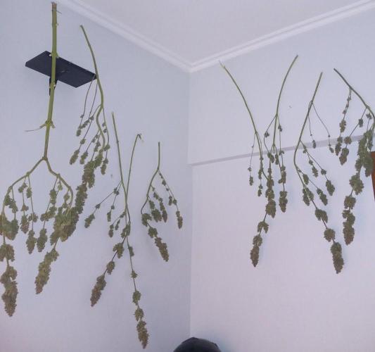 Sativas in Southern Europe, 100% organic. Week 18 - Malawi x Panama 2