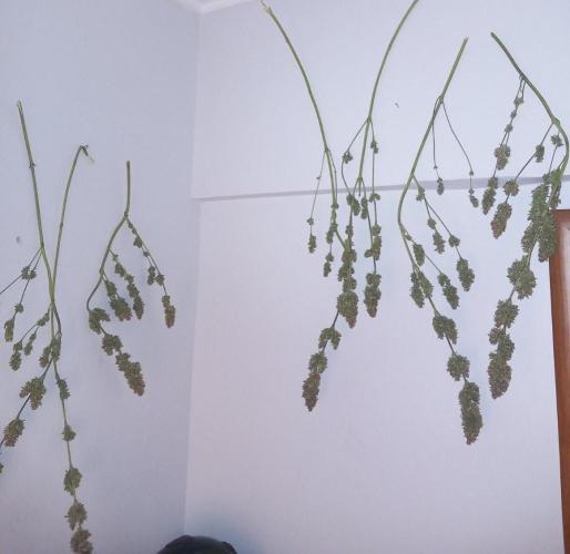 Sativas in Southern Europe, 100% organic. Week 18 - Malawi x Panama 2