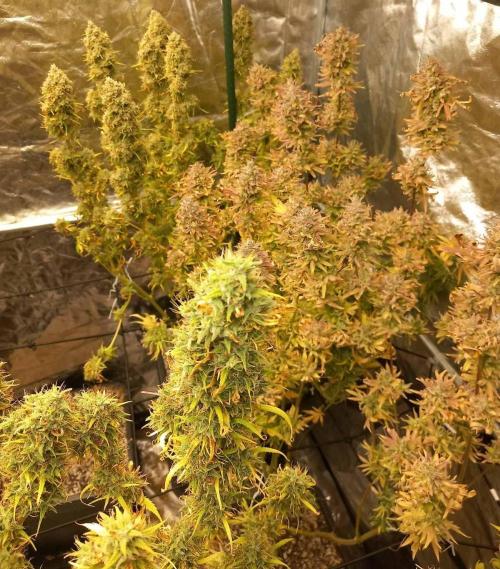 Sativas in Southern Europe, 100% organic. Week 18