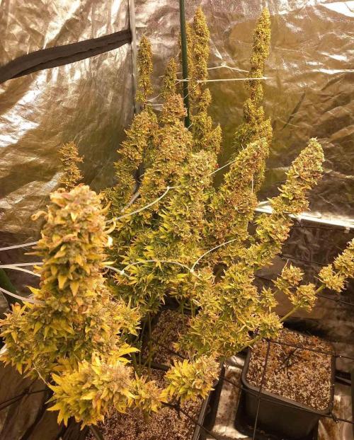 Sativas in Southern Europe, 100% organic. Week 18