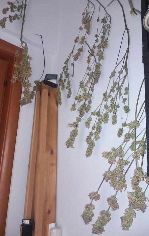 Sativas in Southern Europe, 100% organic. Week 19