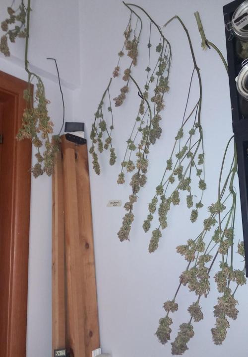 Sativas in Southern Europe, 100% organic. Week 19