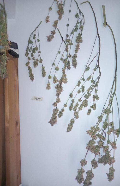 Sativas in Southern Europe, 100% organic. Week 19