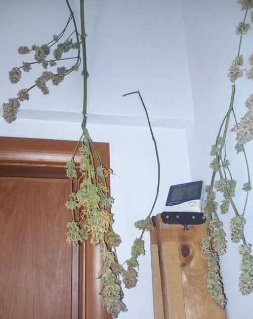 Sativas in Southern Europe, 100% organic. Week 19