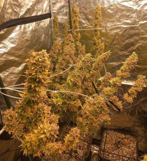 Sativas in Southern Europe, 100% organic. Week 19