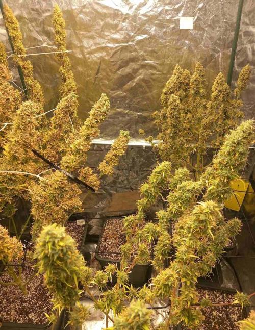 Sativas in Southern Europe, 100% organic. Week 19