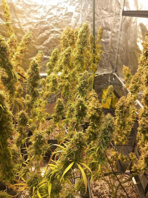 Sativas in Southern Europe, 100% organic. Week 19