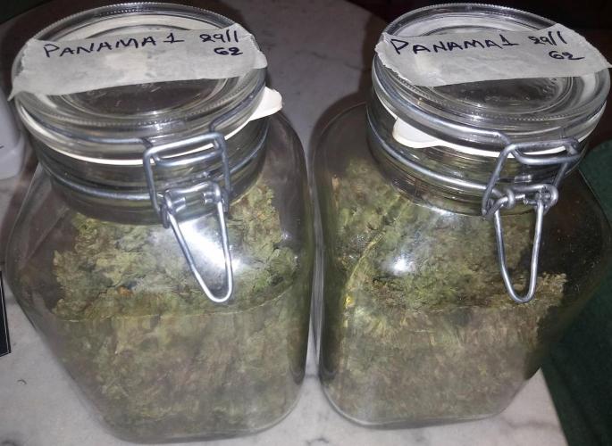 Sativas in Southern Europe, 100% organic. Week 18 - Malawi x Panama 1
