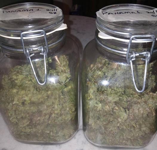 Sativas in Southern Europe, 100% organic. Week 18 - Malawi x Panama 1
