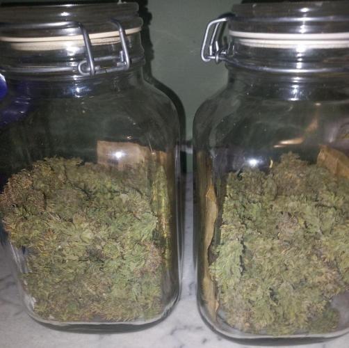 Sativas in Southern Europe, 100% organic. Week 18 - Malawi x Panama 2 104g dry buds