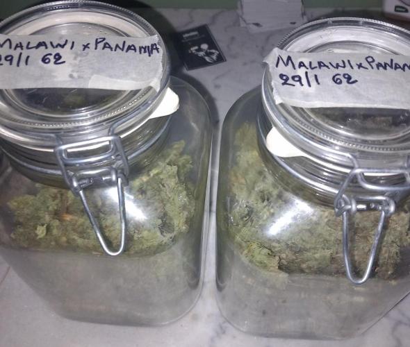 Sativas in Southern Europe, 100% organic. Week 18 - Malawi x Panama 1  124g dry buds