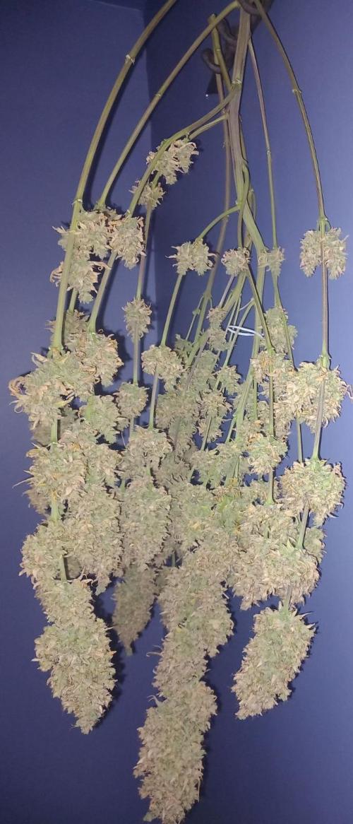 Sativas in Southern Europe, 100% organic. Week 18 - Malawi x Panama 3