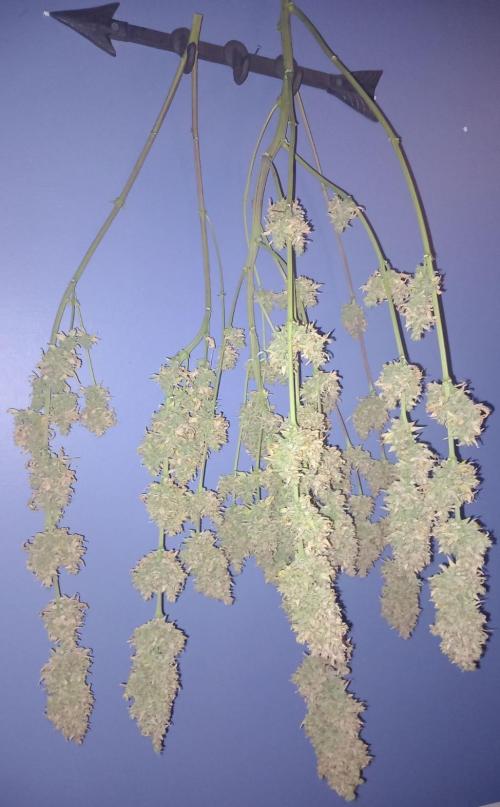 Sativas in Southern Europe, 100% organic. Week 18 - Malawi x Panama 3