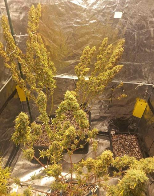 Sativas in Southern Europe, 100% organic. Week 20