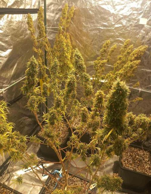 Sativas in Southern Europe, 100% organic. Week 20